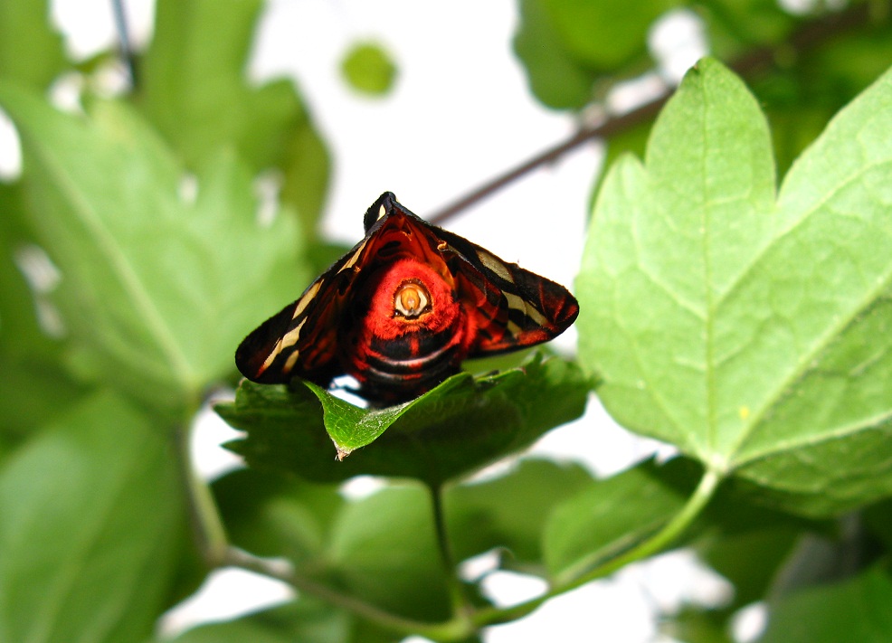 Lepidoptera villica depone uova su rampicante 